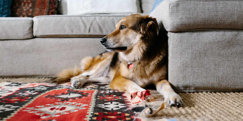 Pet rugs best sale for dogs